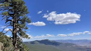 Arizona Research Indicates Letting Wildfires Burn Can Restore Forests to Their Natural State – Daily Dispatch