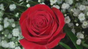 Firefighters and florists in one Wisconsin city team up to deliver Valentine’s flowers for charity