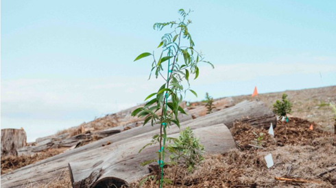 Rotary Club of Upcountry Maui invites community to volunteer at Kula’s Fire Restoration Nursery