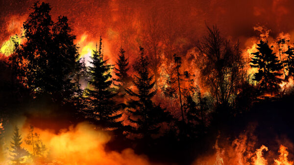 California wildfire prevention projects fast-tracked - Daily Dispatch